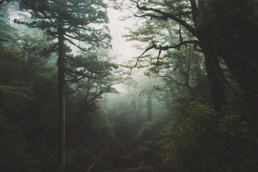 blog-image
